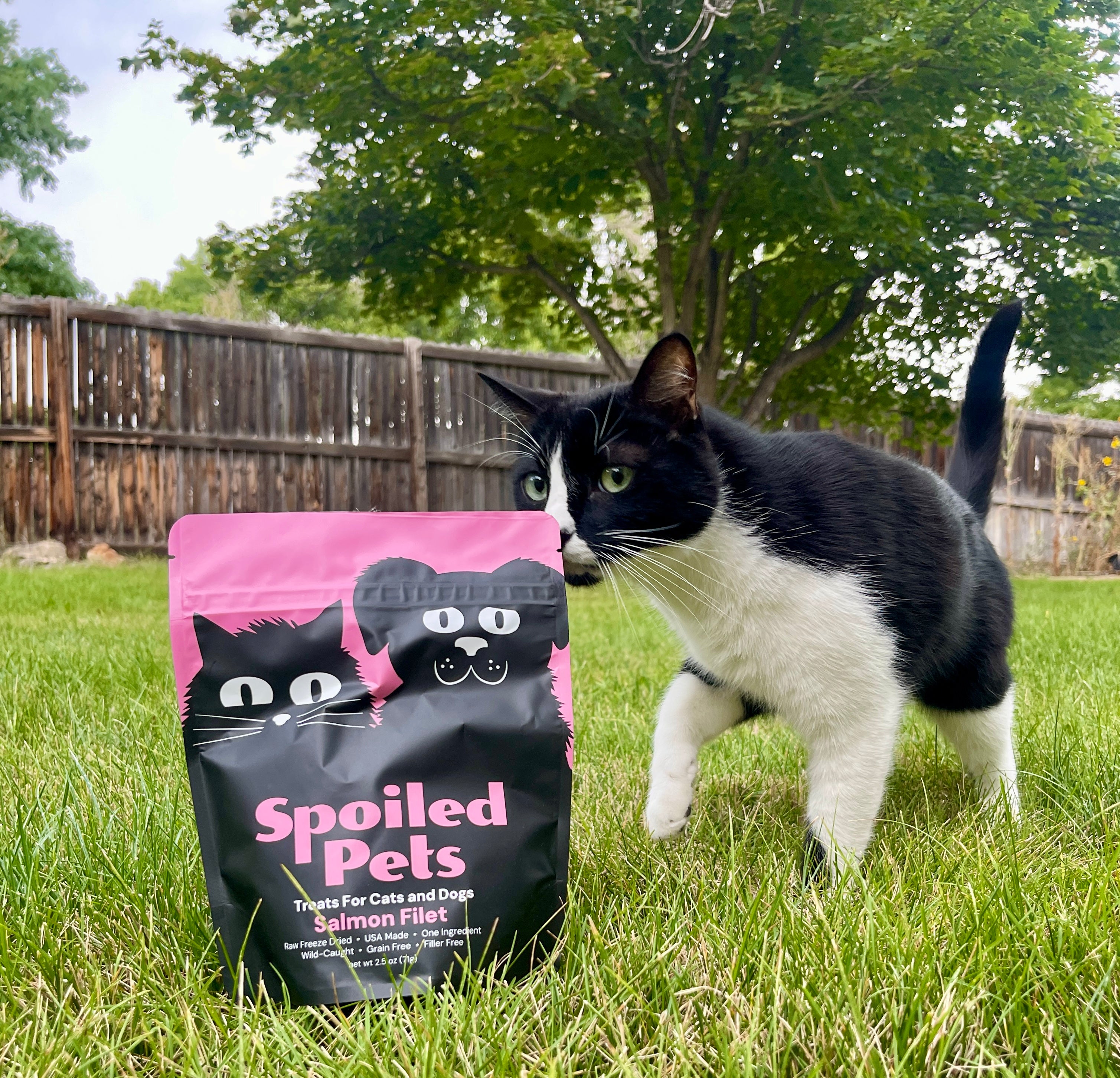 Cat standing next to a bag of 'Spoiled Pets' treats in a grassy area