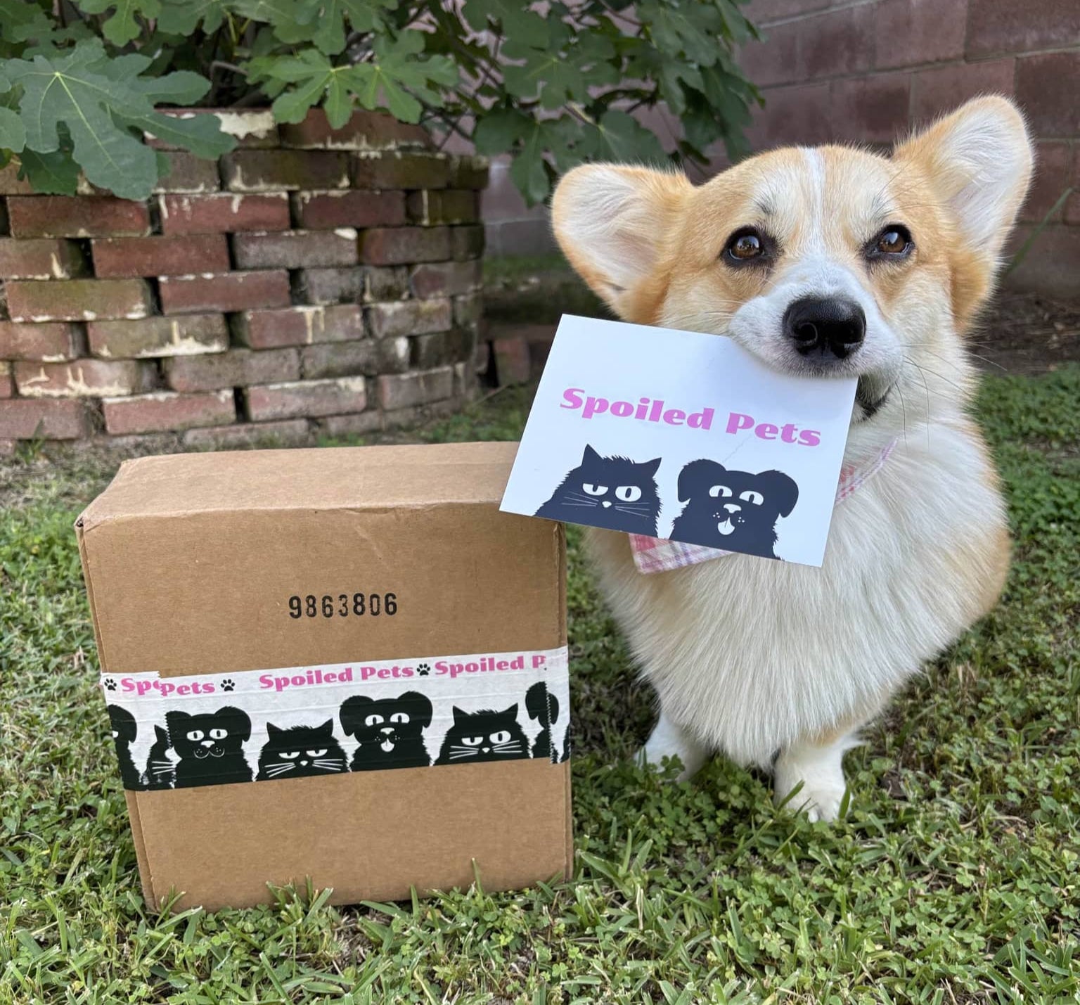 Dog holding a 'Spoiled Pets' sign next to a package with the same branding outdoors.