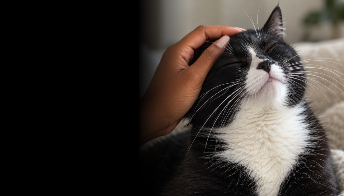 A hand scratching a happy tuxedo cat under the chin